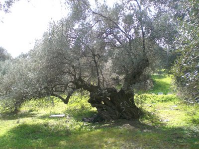 Το Ιερό δένδρο της Αθηνάς